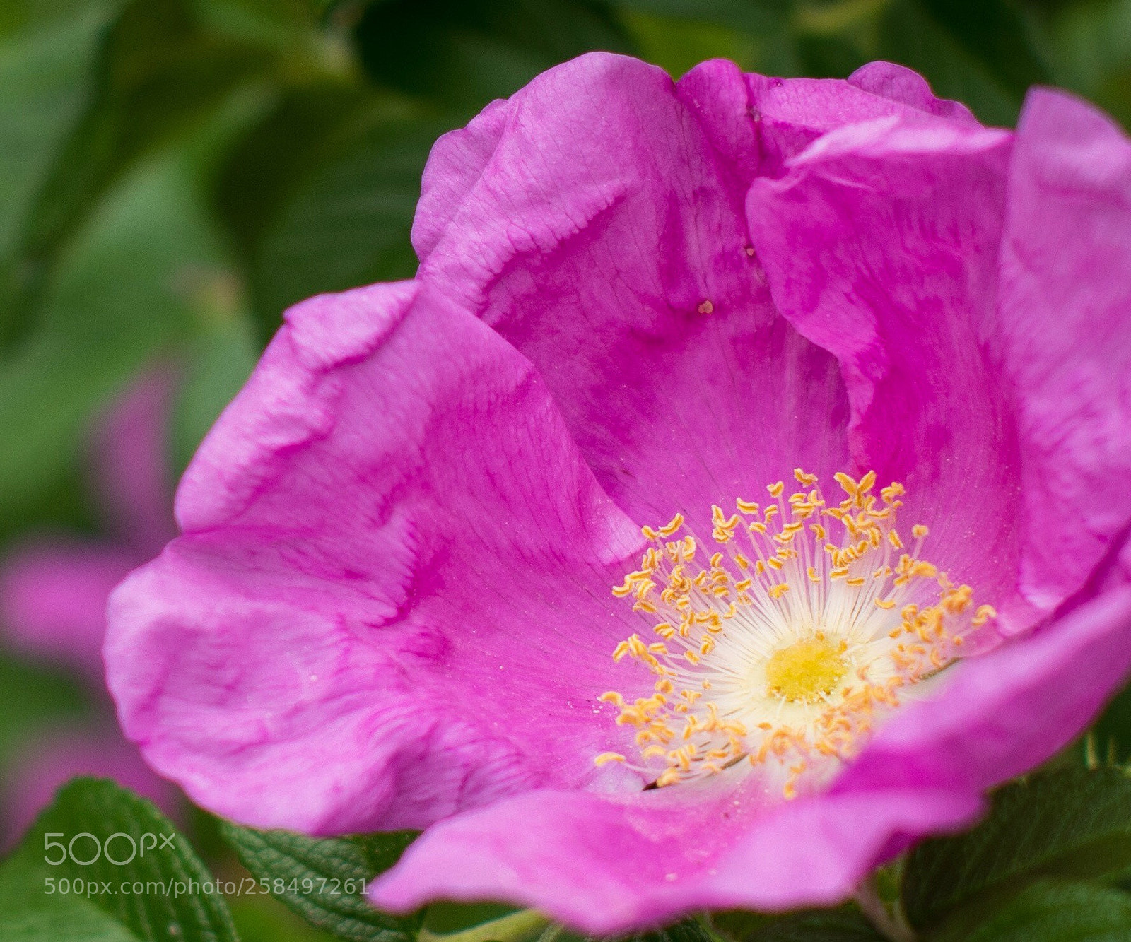 Nikon D500 sample photo. Untitled photography