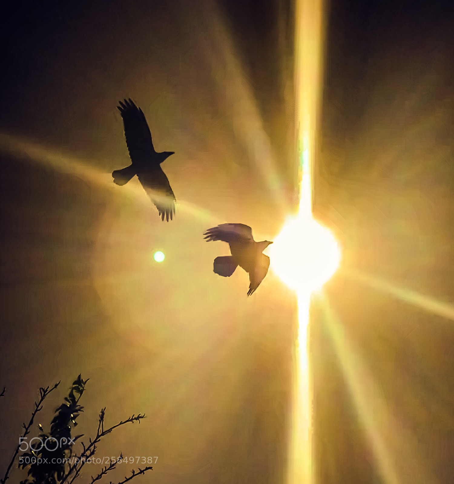 Apple iPhone 8 Plus sample photo. Majestic hawks photography