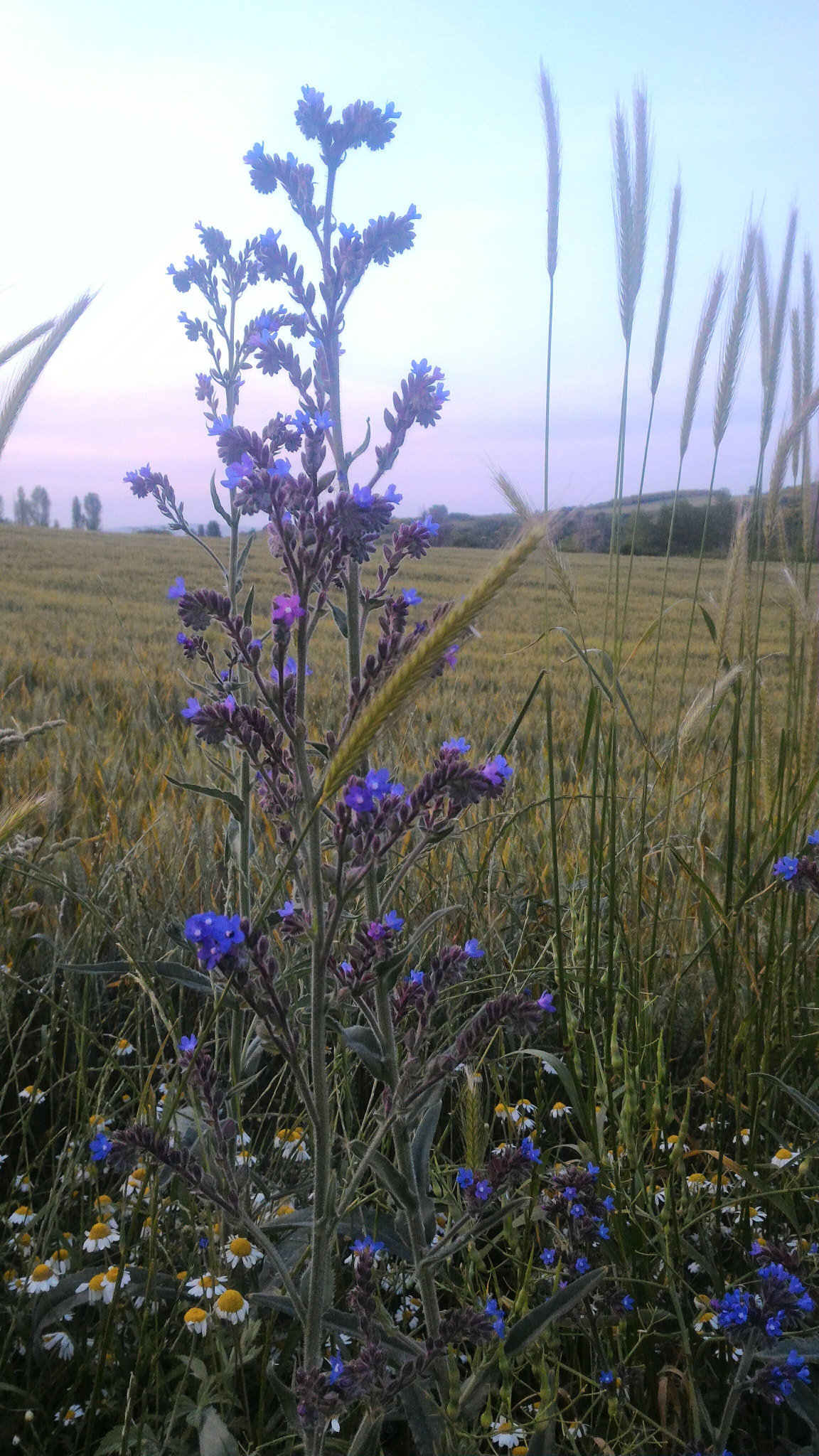 ASUS ZenFone 2 (ZE551ML) sample photo