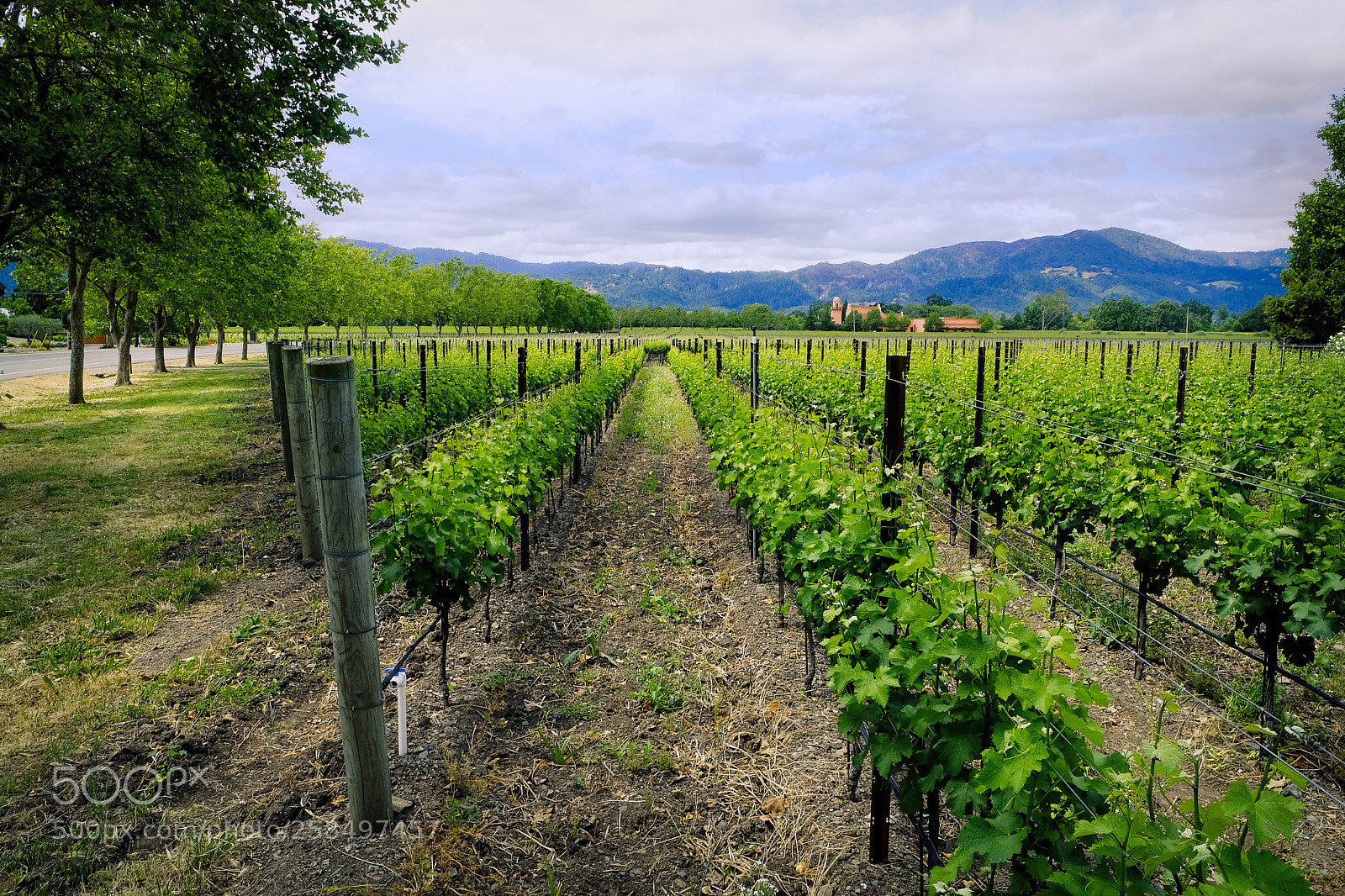 Fujifilm X-T2 sample photo. Vineyard view photography