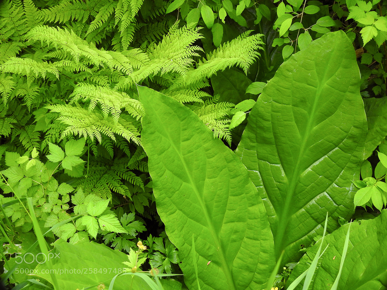 Nikon Coolpix P900 sample photo. Green photography