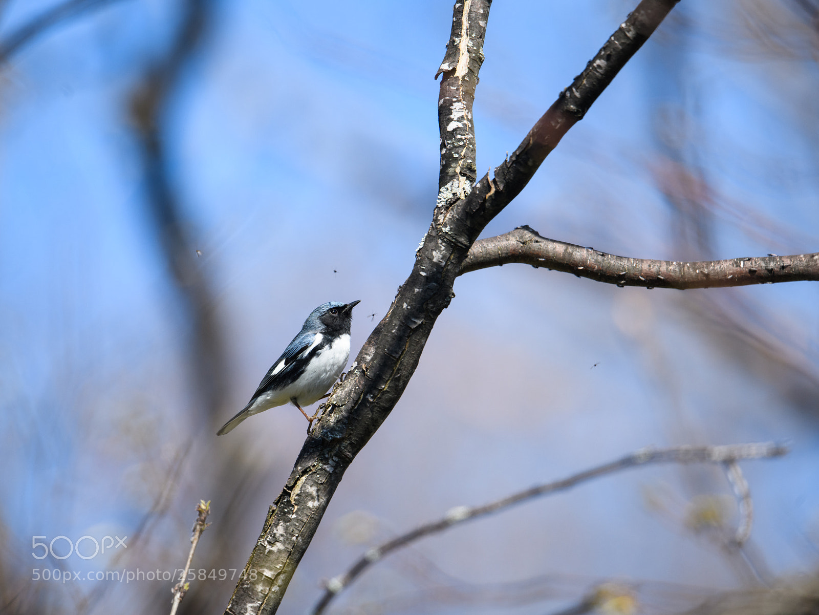 Nikon D850 sample photo. Black throated blue warbler photography