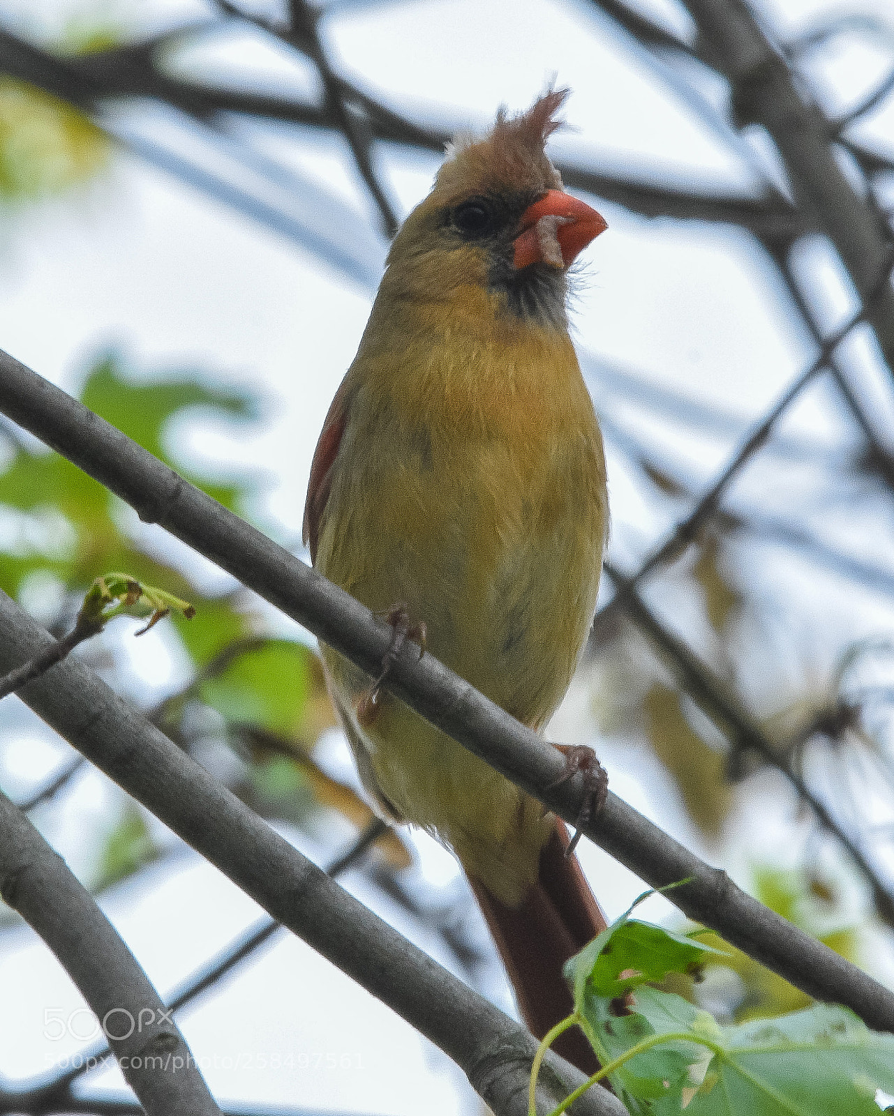 Nikon D7200 sample photo. Red bird photography