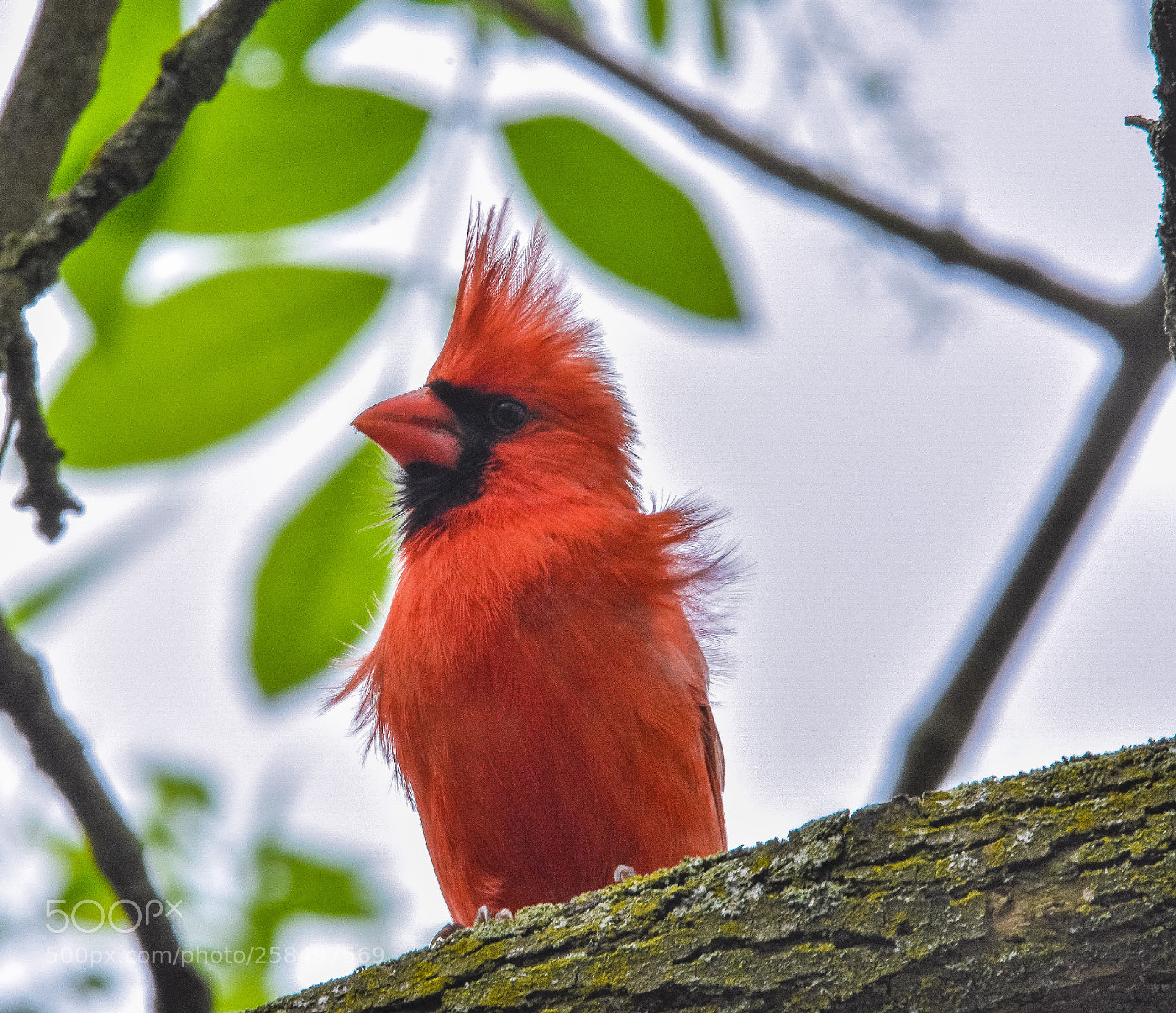 Nikon D7200 sample photo. Red bird photography