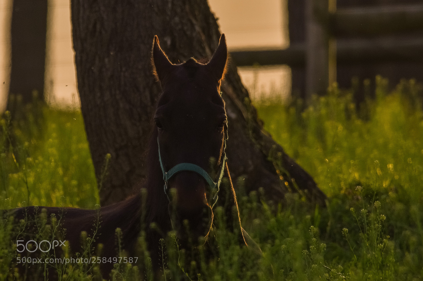 Nikon D7200 sample photo. Horsey photography