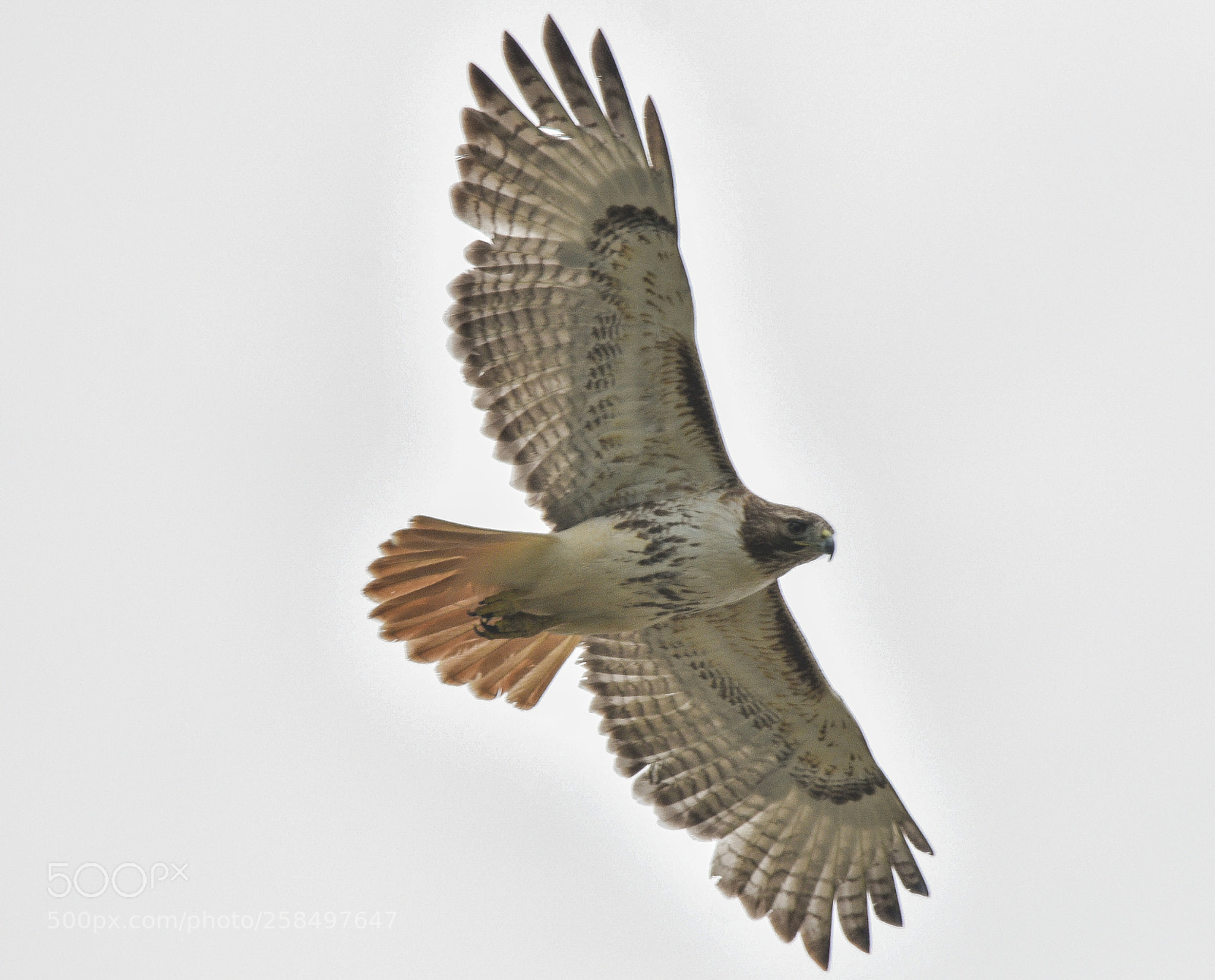Nikon D7200 sample photo. Wow hawk photography