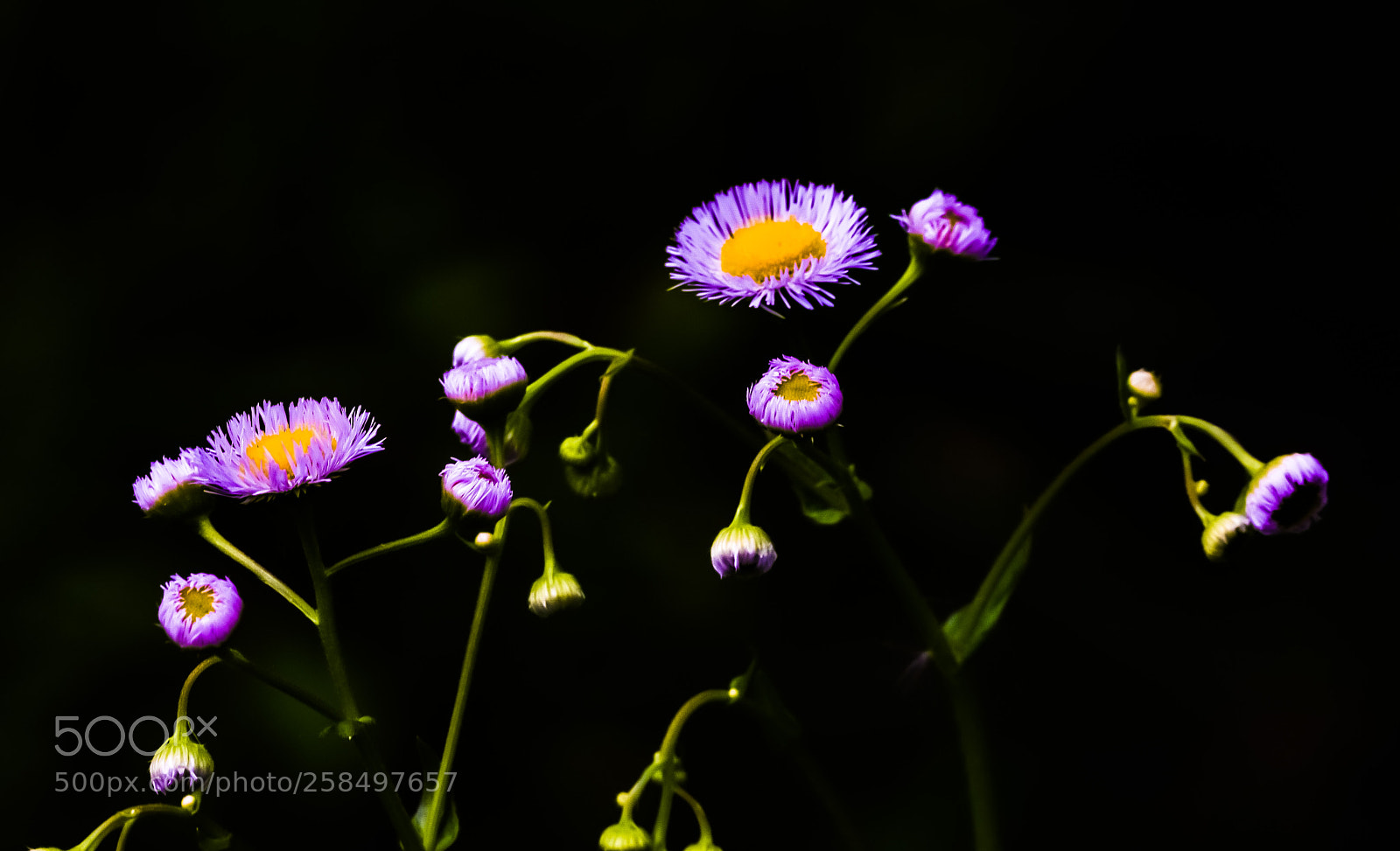 Nikon D7200 sample photo. Wow flowers fff photography