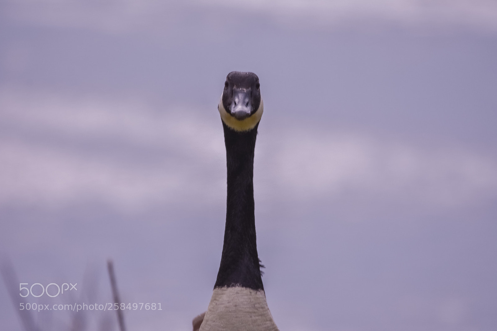 Nikon D7200 sample photo. Um geese photography