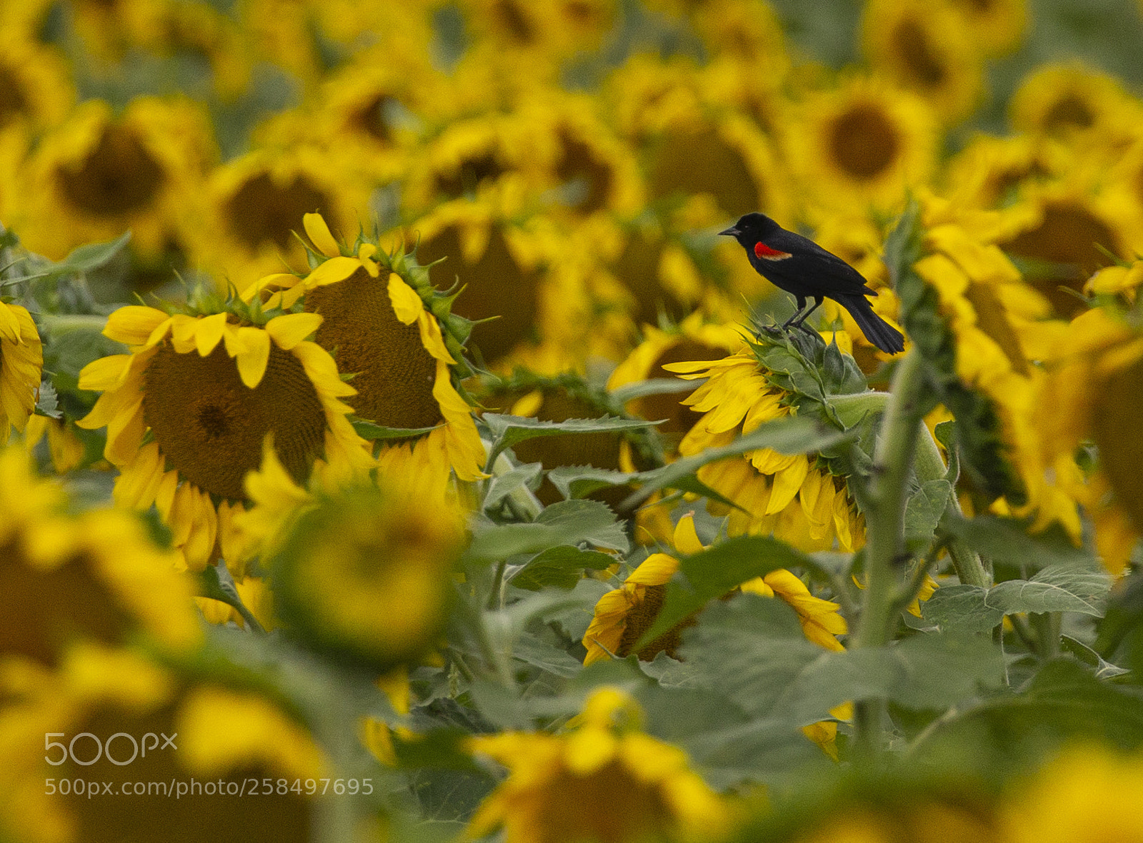 Canon EOS-1D X sample photo. Agq photography