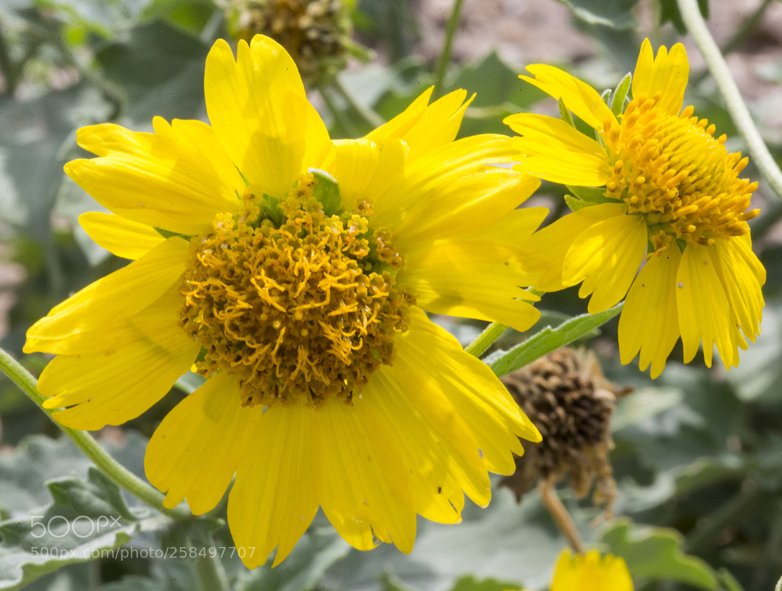 Canon EOS-1D X sample photo. Agq photography