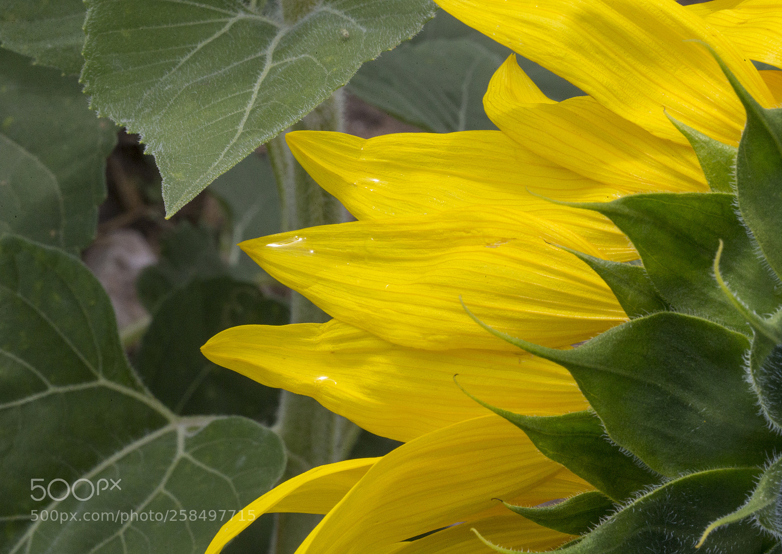 Canon EOS-1D X sample photo. Agq photography