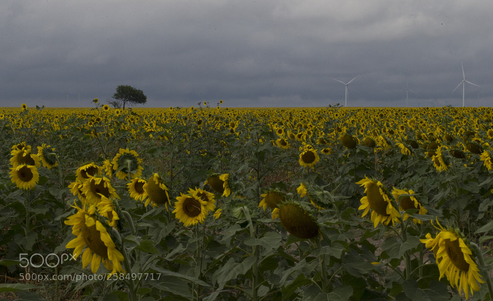 Canon EOS-1D X sample photo. Agq photography