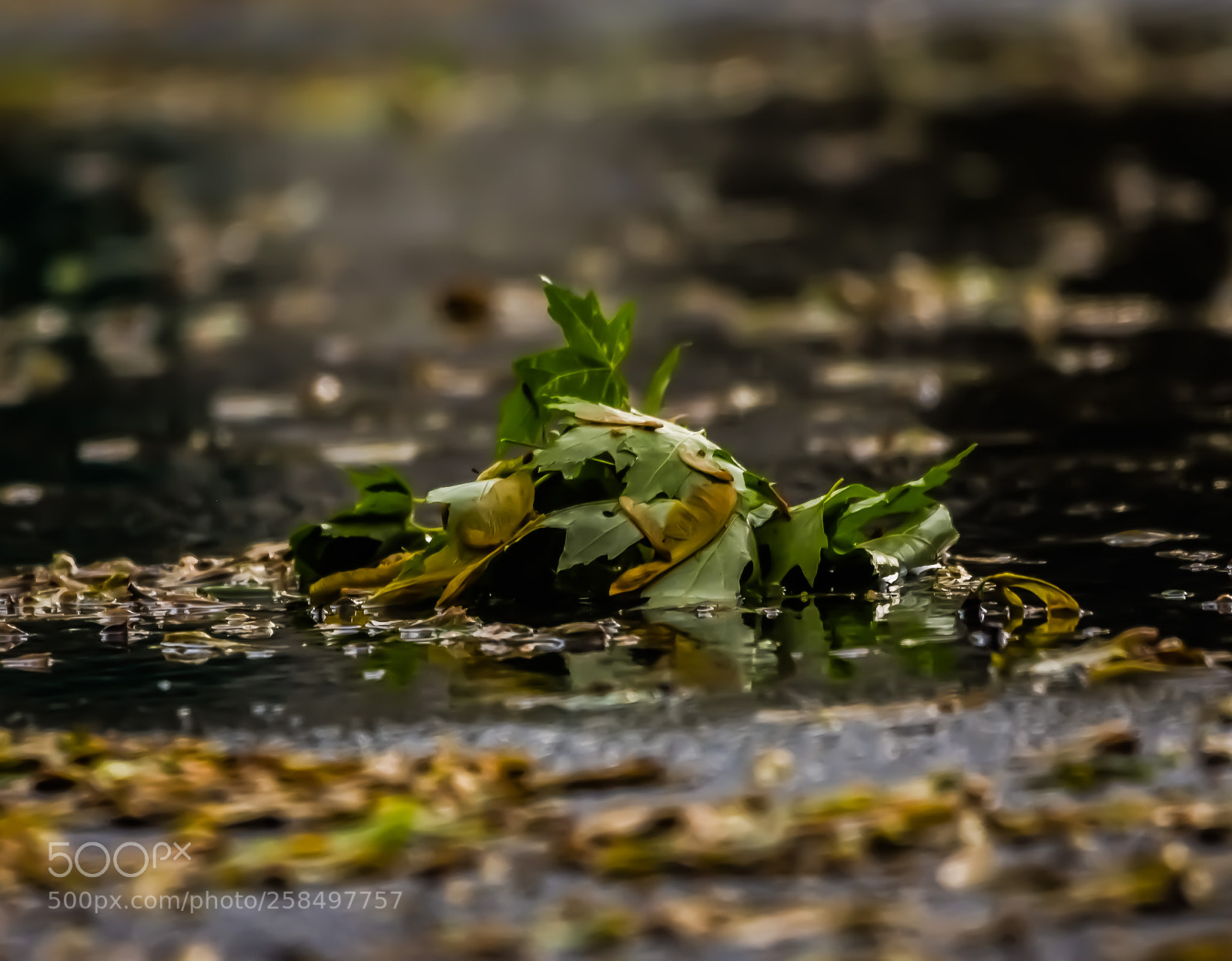 Nikon D7200 sample photo. Water puddle photography
