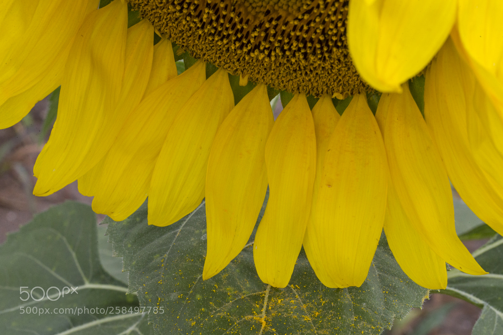 Canon EOS-1D X sample photo. Agq photography