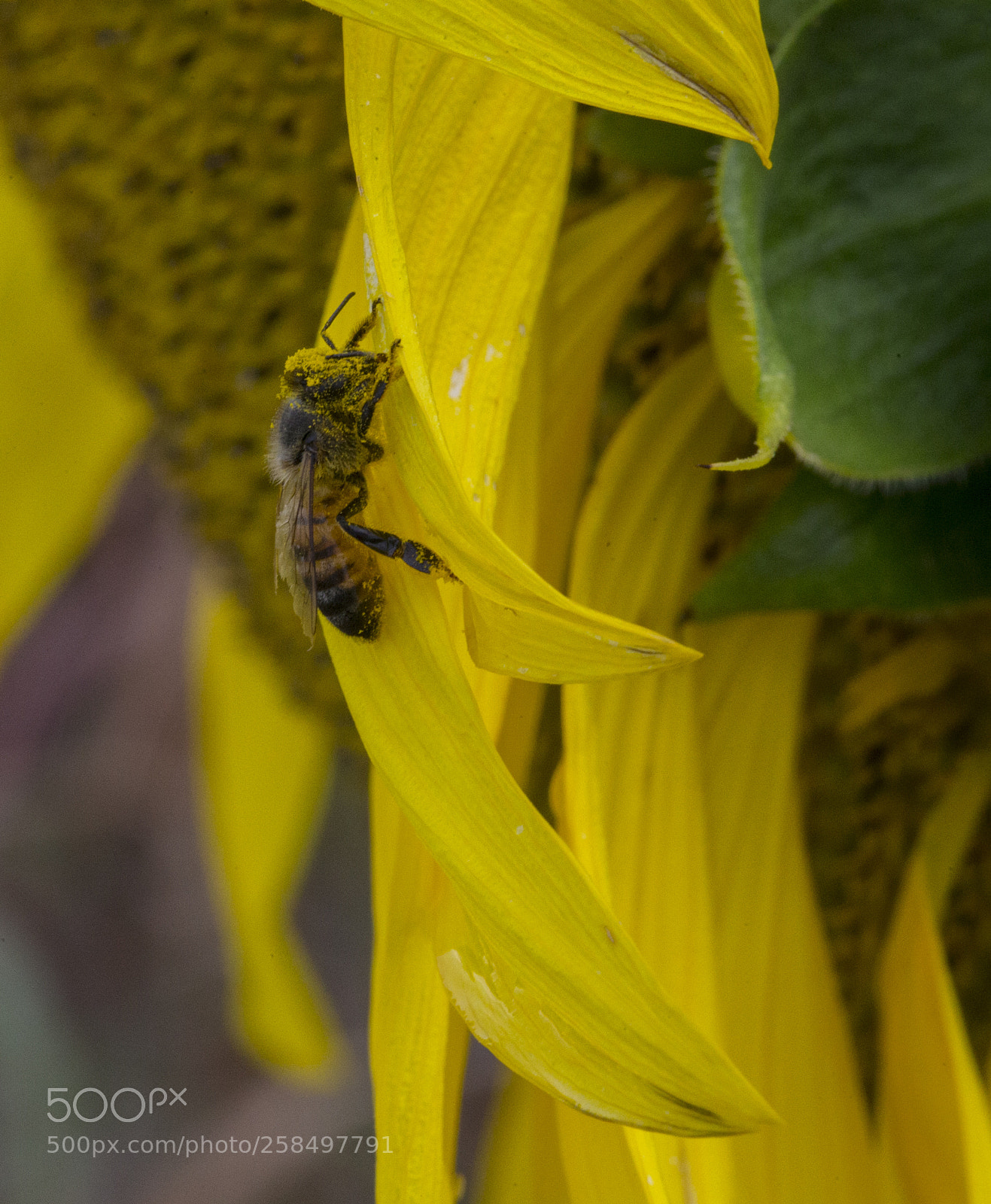 Canon EOS-1D X sample photo. Agq photography