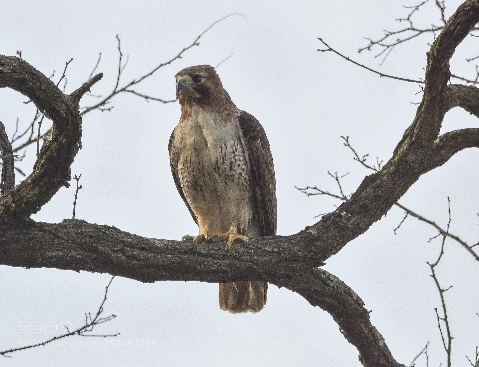 Nikon D7200 sample photo. Hawk photography