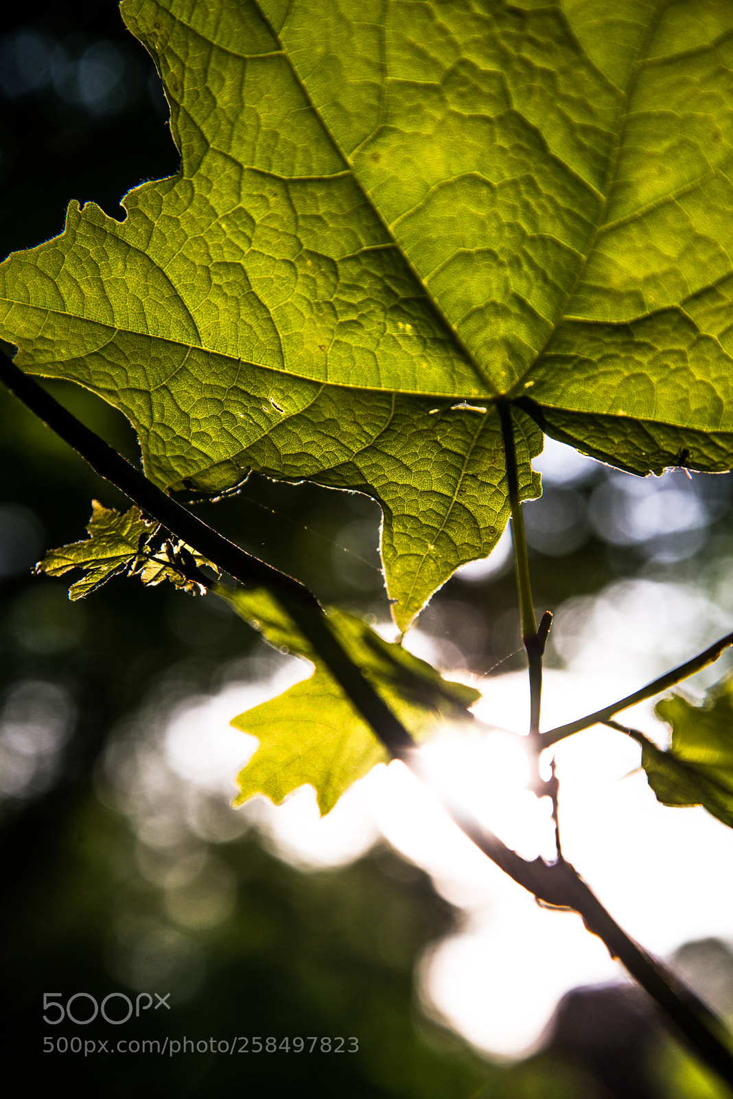 Nikon D800 sample photo. Afternoon leaf photography