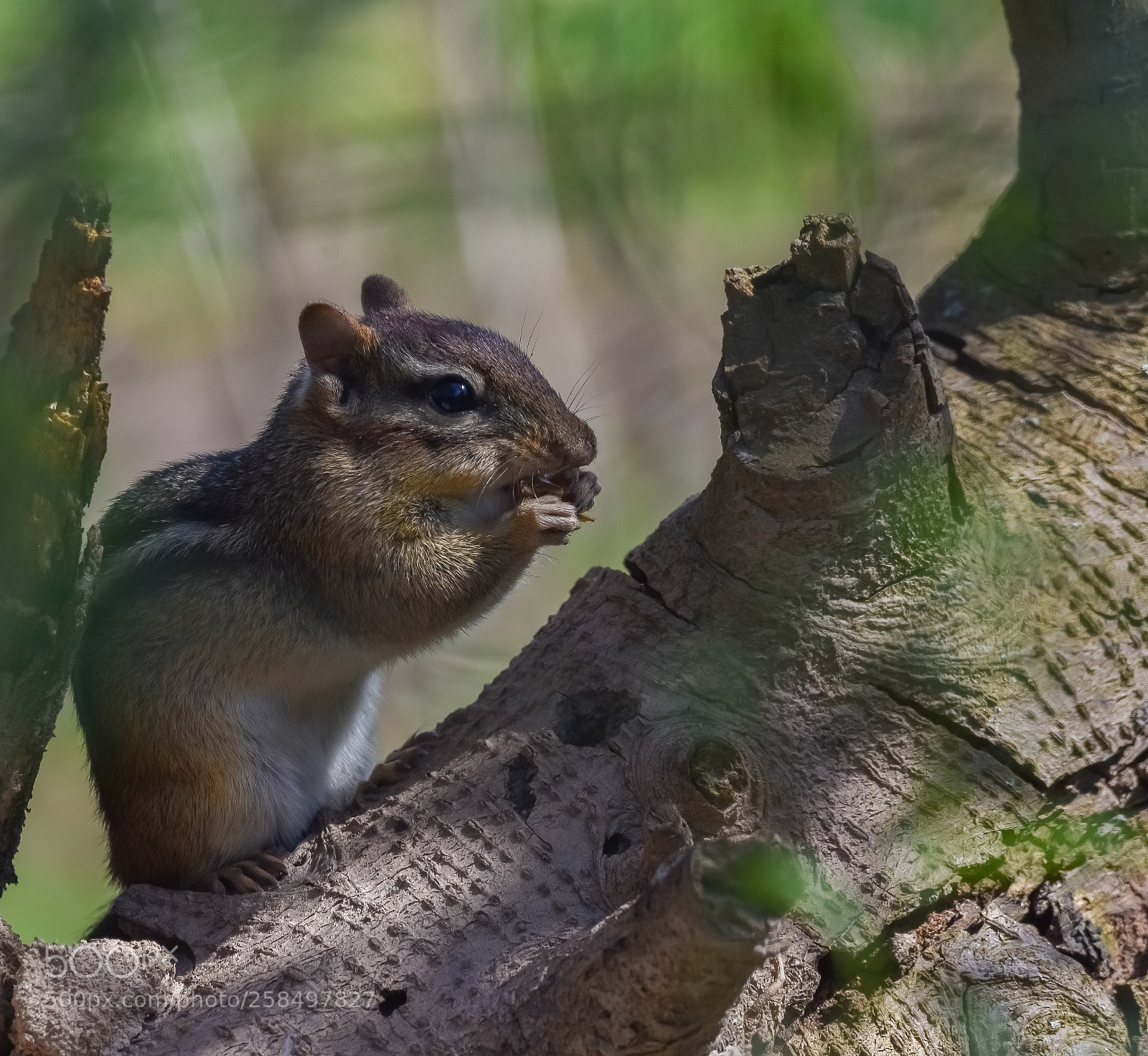 Nikon D7200 sample photo. Chipmunck photography