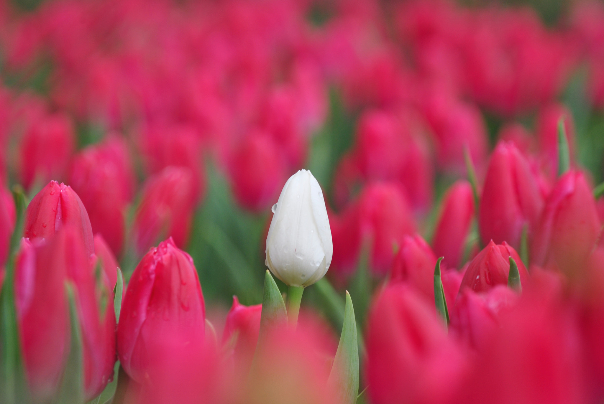 Nikon D3000 sample photo. Difference photography