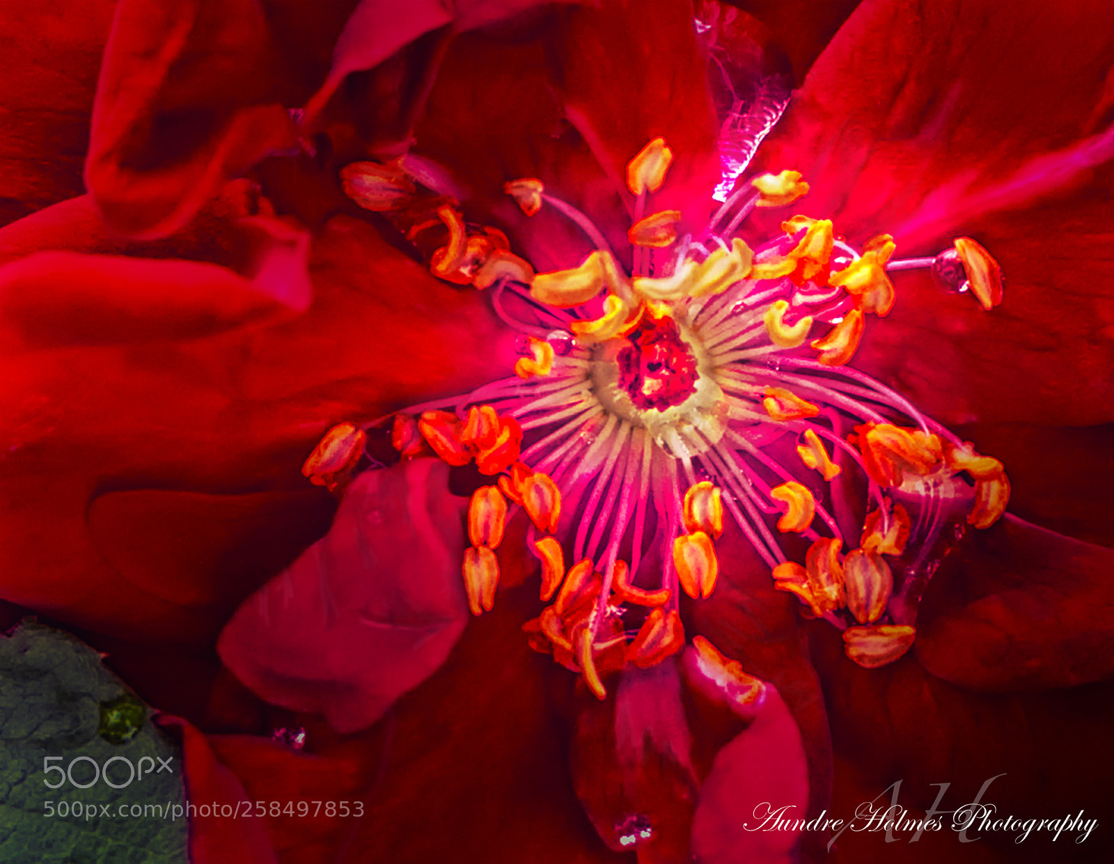 Canon EOS 7D sample photo. Flower in red photography