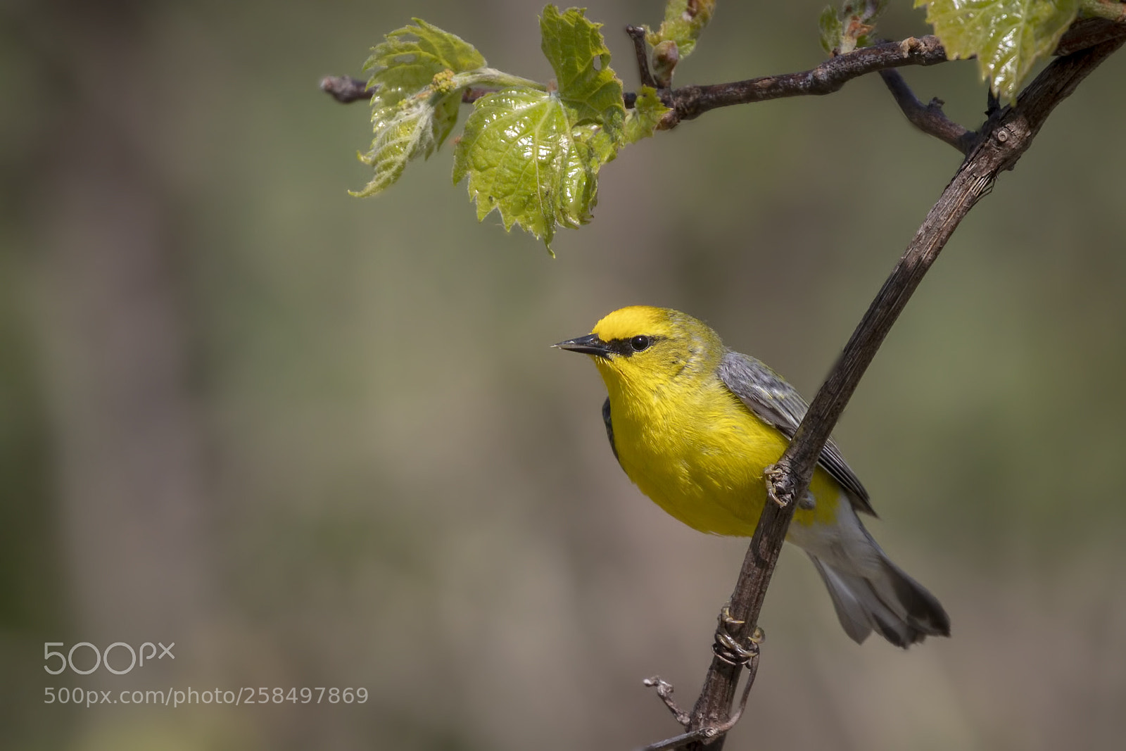Canon EOS 5D Mark IV sample photo. Blue-winged warbler photography