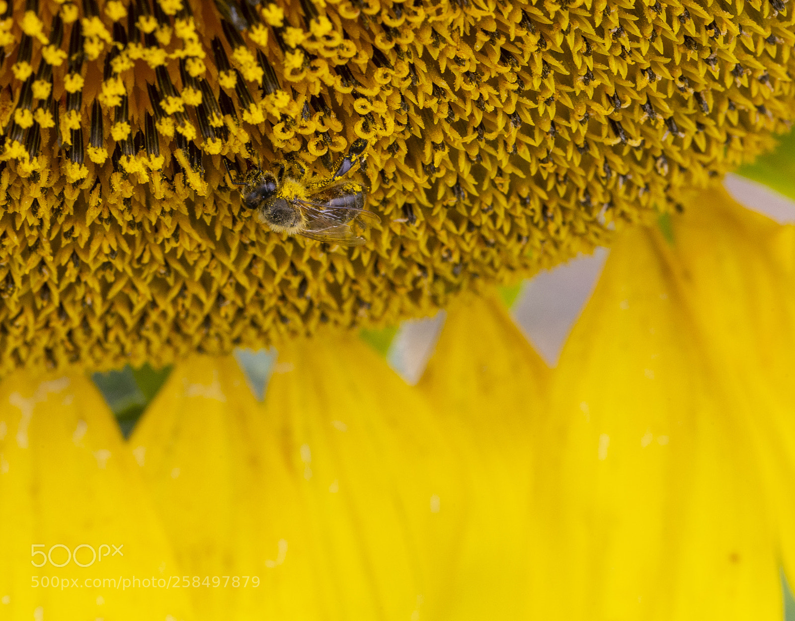 Canon EOS-1D X sample photo. Agq photography
