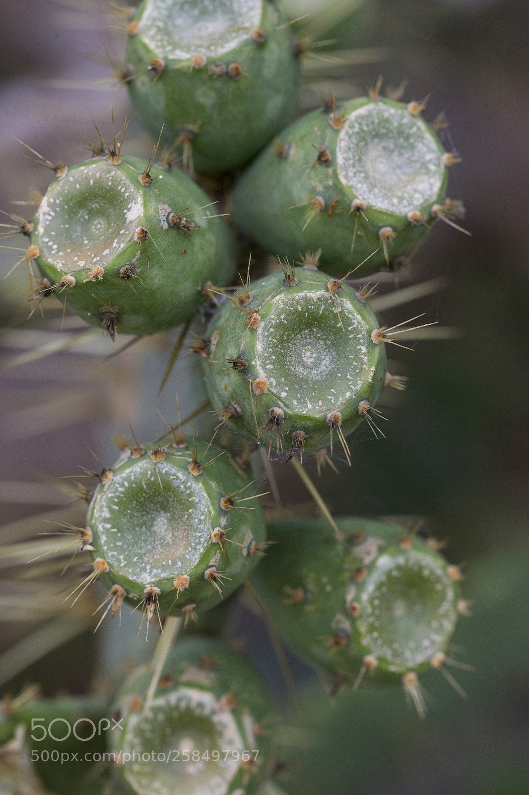 Canon EOS-1D X sample photo. Agq photography