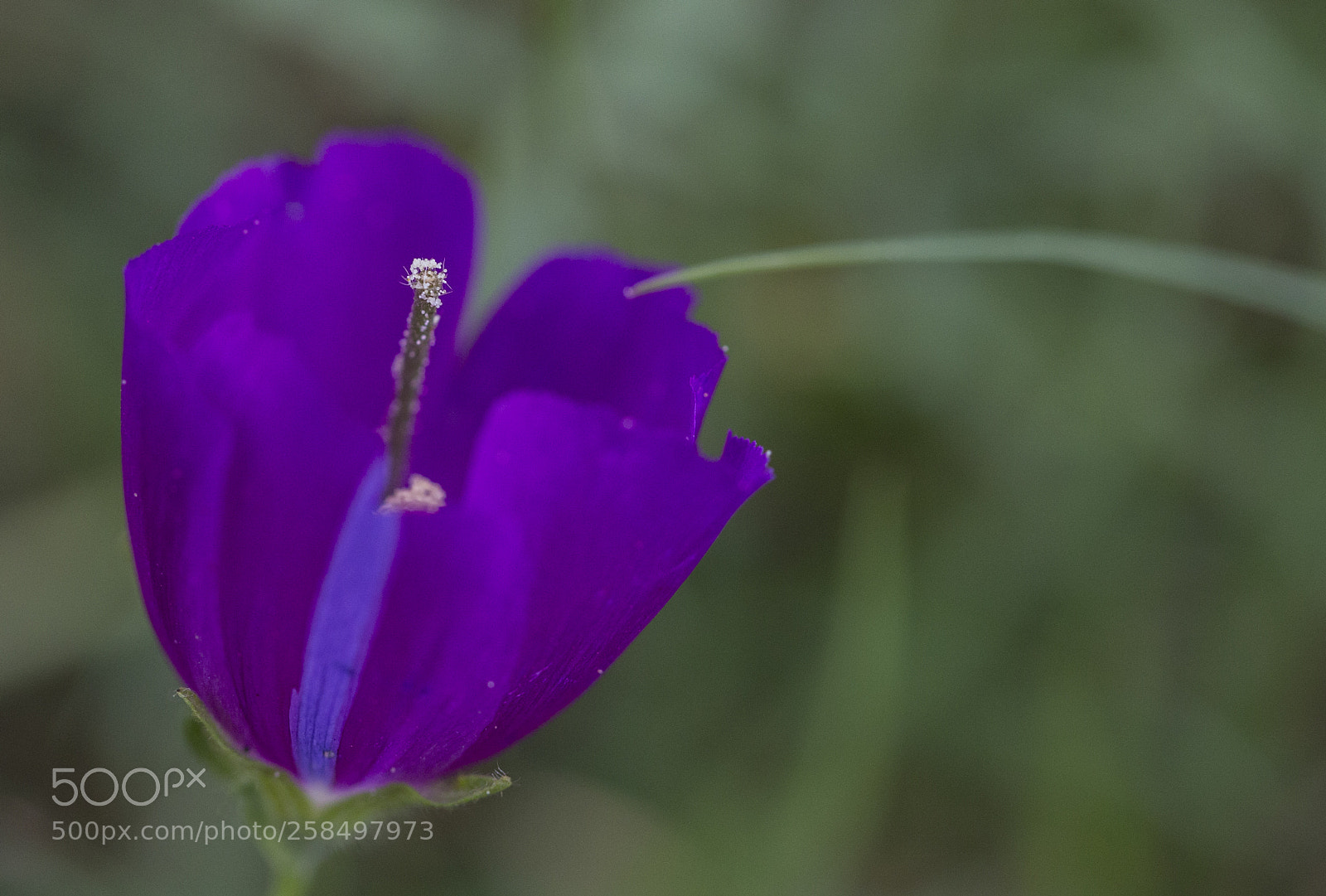 Canon EOS-1D X sample photo. Agq photography