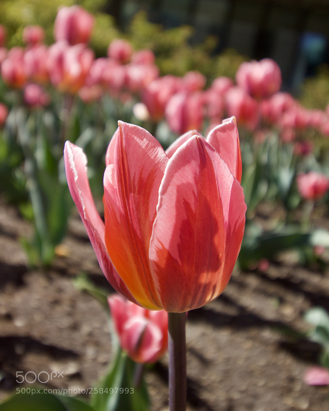 Canon EOS 600D (Rebel EOS T3i / EOS Kiss X5) sample photo. . photography