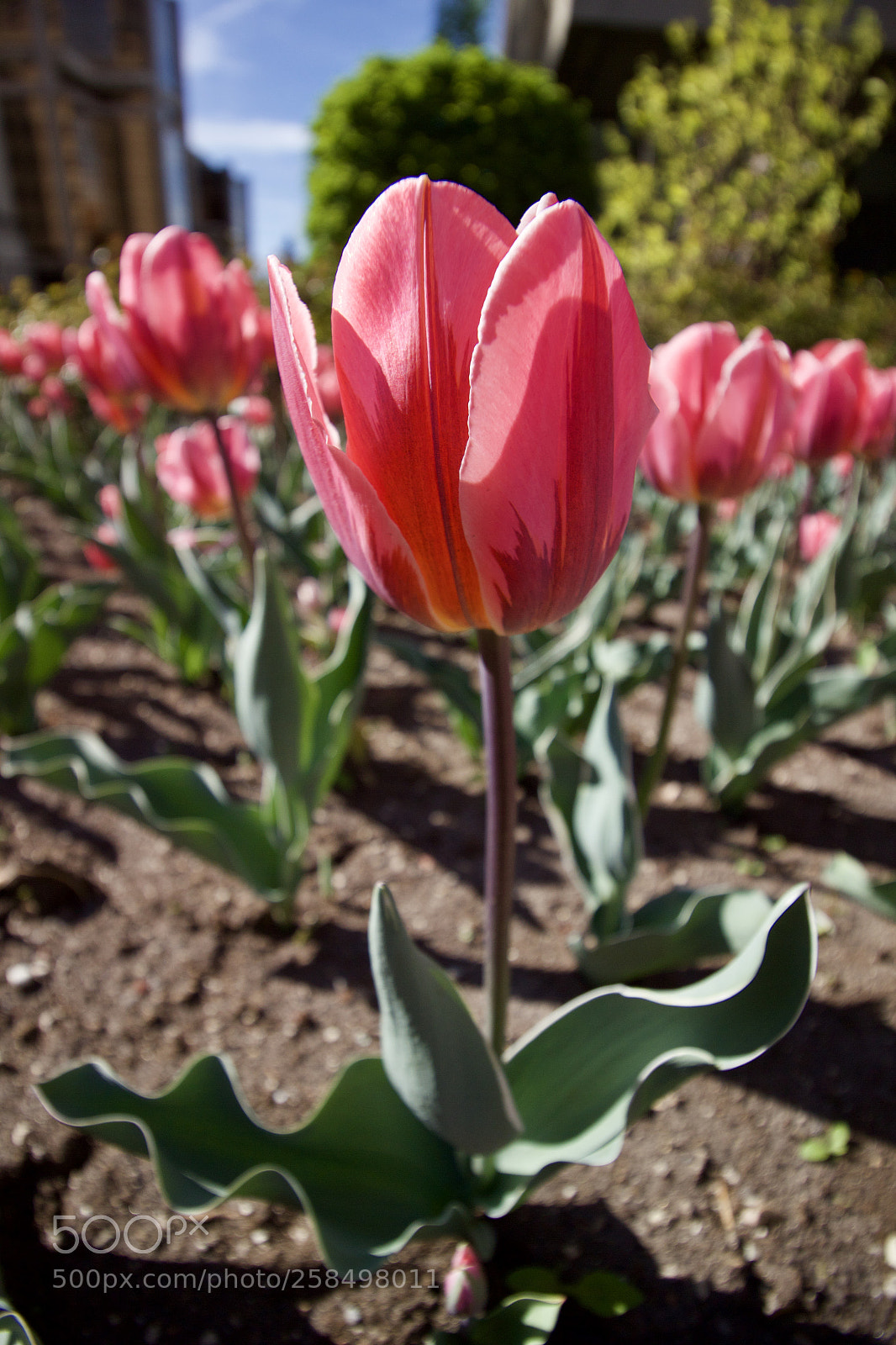 Canon EOS 600D (Rebel EOS T3i / EOS Kiss X5) sample photo. . photography