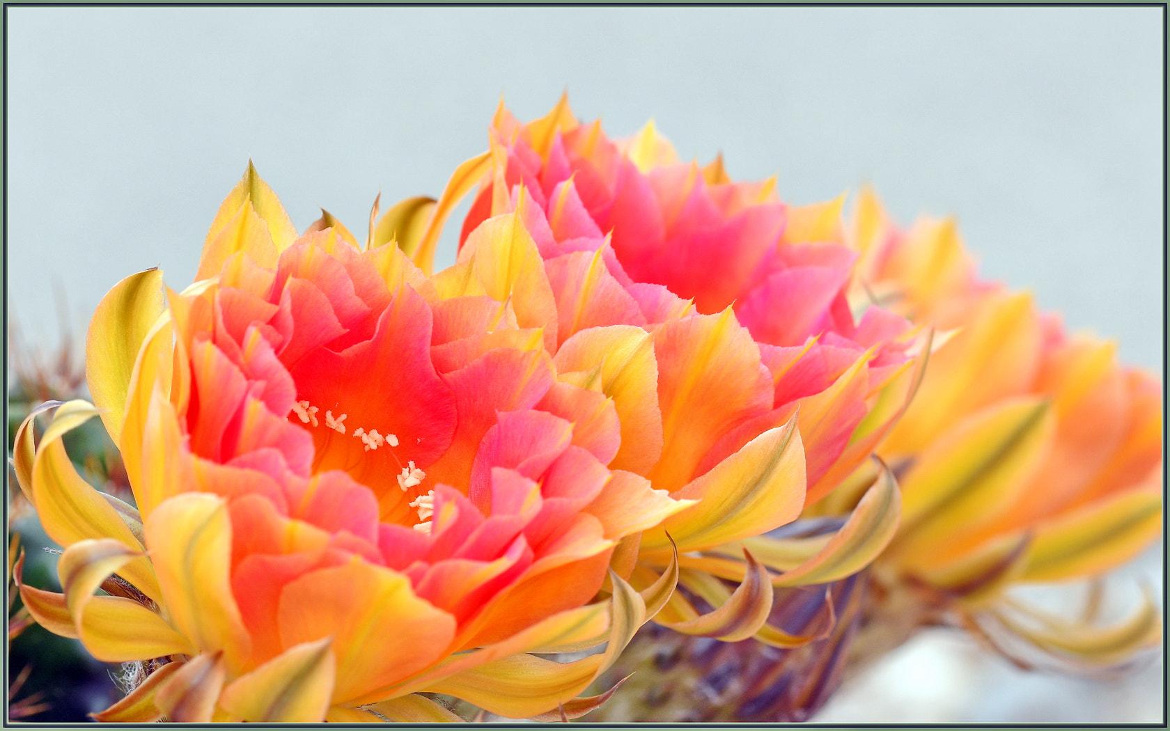 Sigma 105mm F2.8 EX DG OS HSM sample photo. Cactus flowers are awesome photography