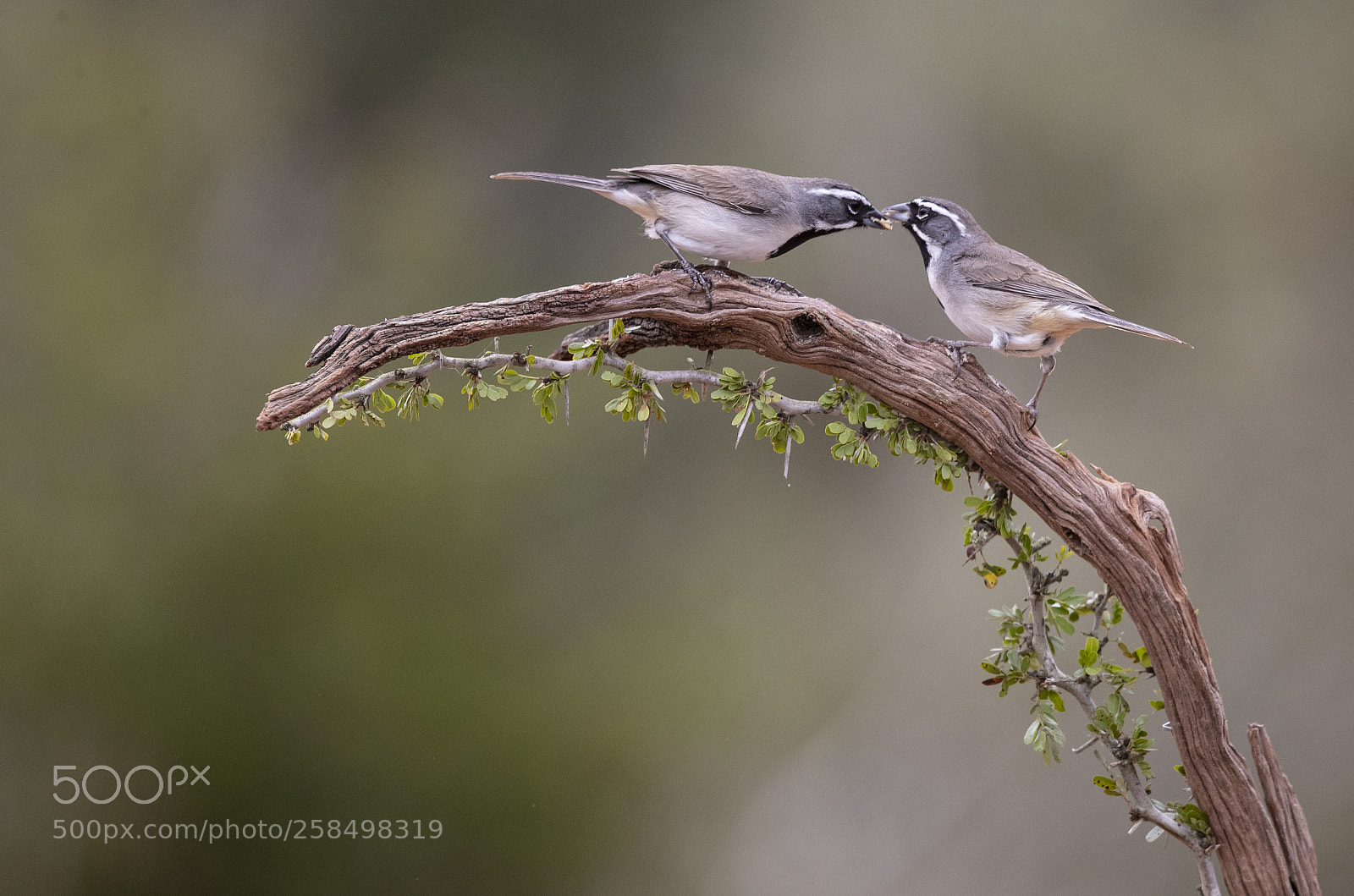Canon EOS-1D X Mark II sample photo. Ef6i7999-2.jpg photography