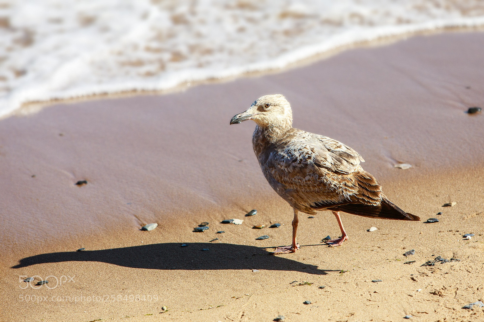 Canon EOS 5D Mark IV sample photo. East river shorebird  photography
