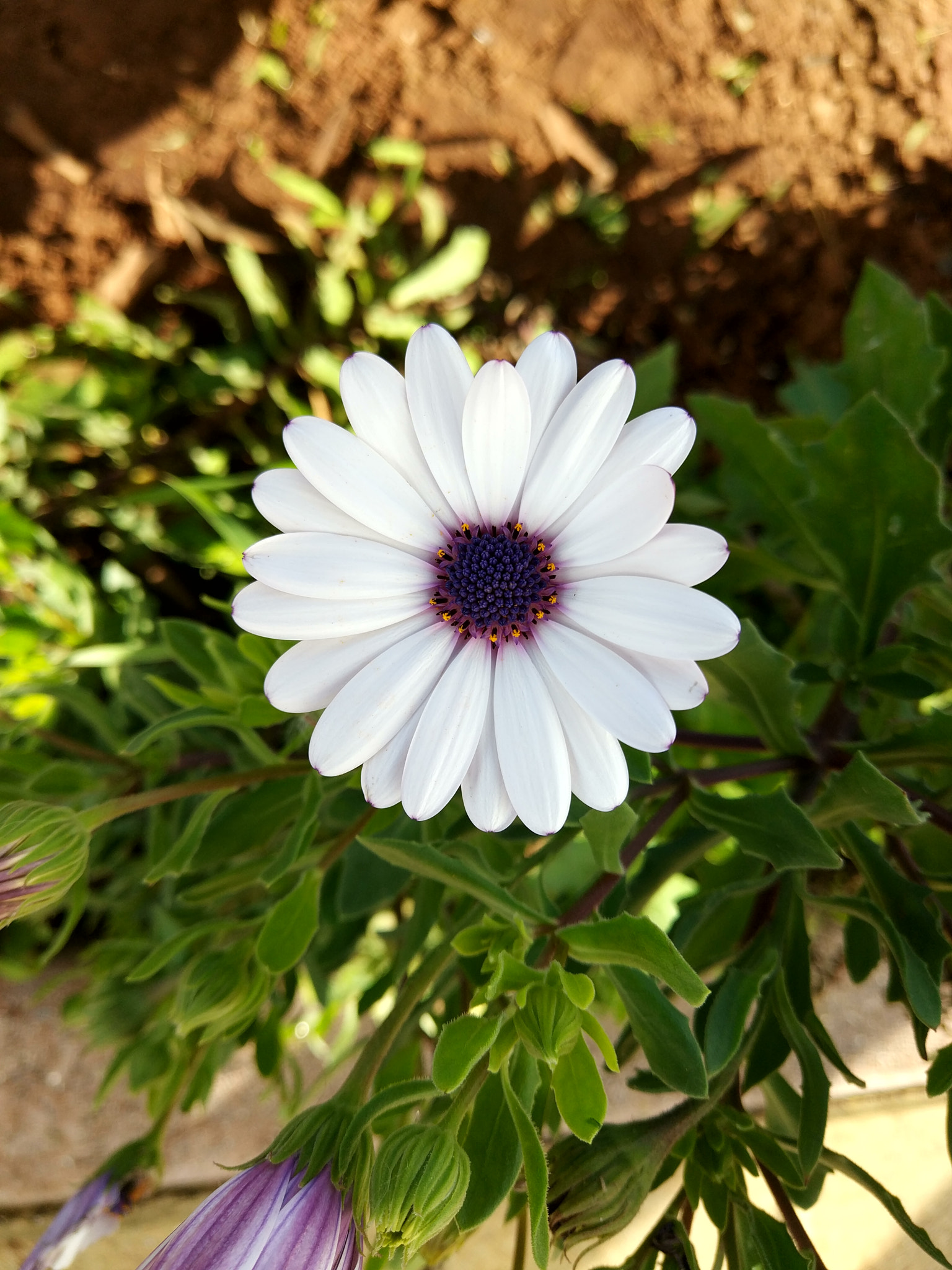 Xiaomi MI 5s sample photo. Wildflower photography