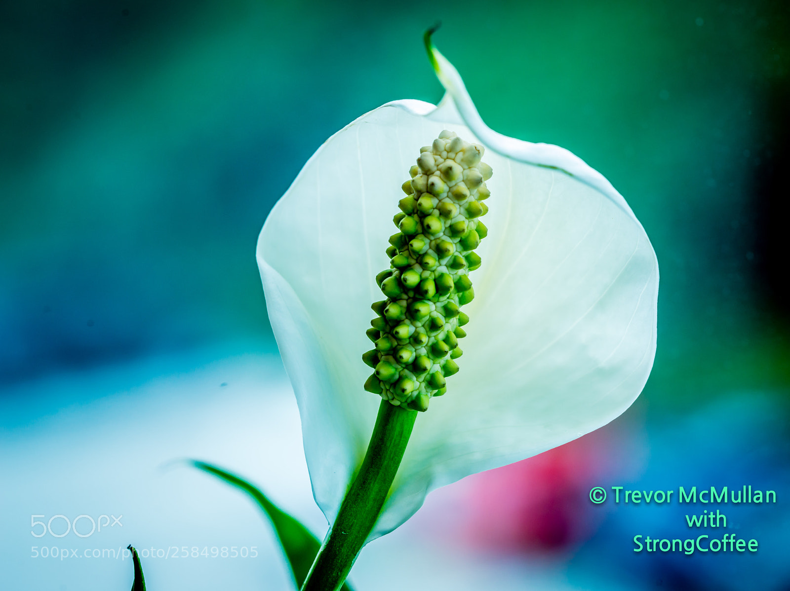 Nikon D800 sample photo. White peace lily photography
