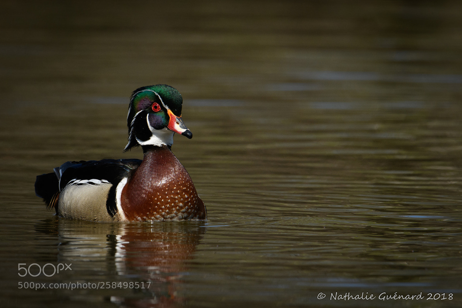 Nikon D7500 sample photo. Wood duck / canard branchu photography