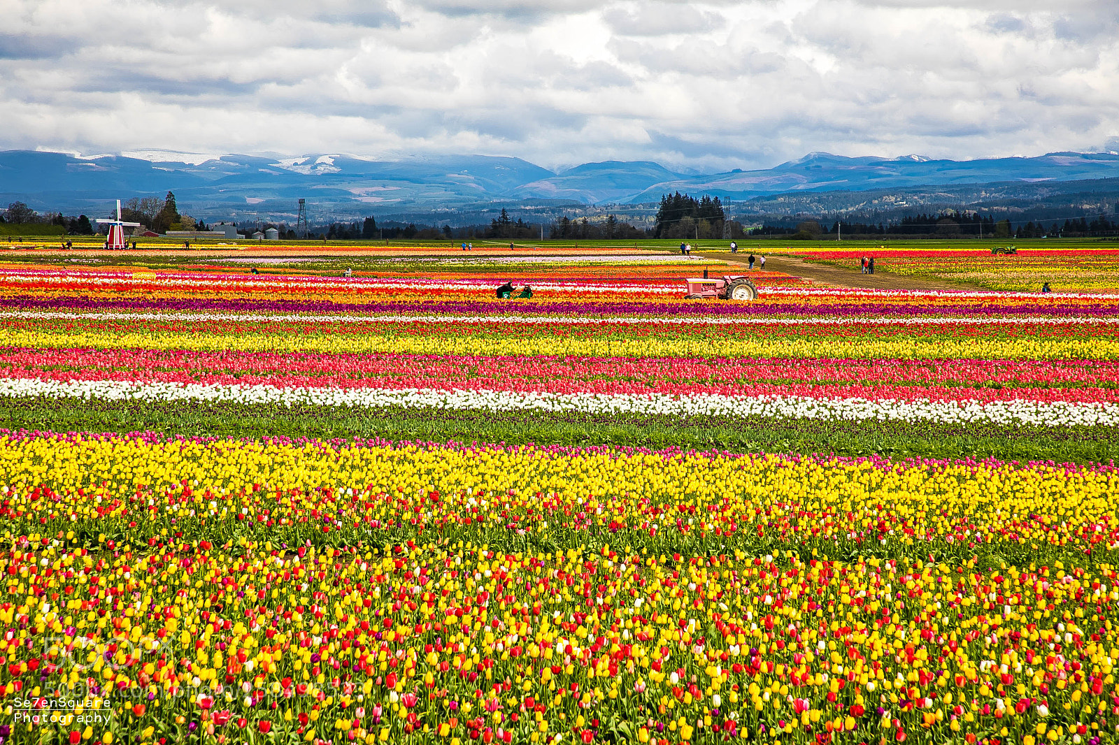 Canon EOS 5D Mark IV sample photo. Tulip festival photography