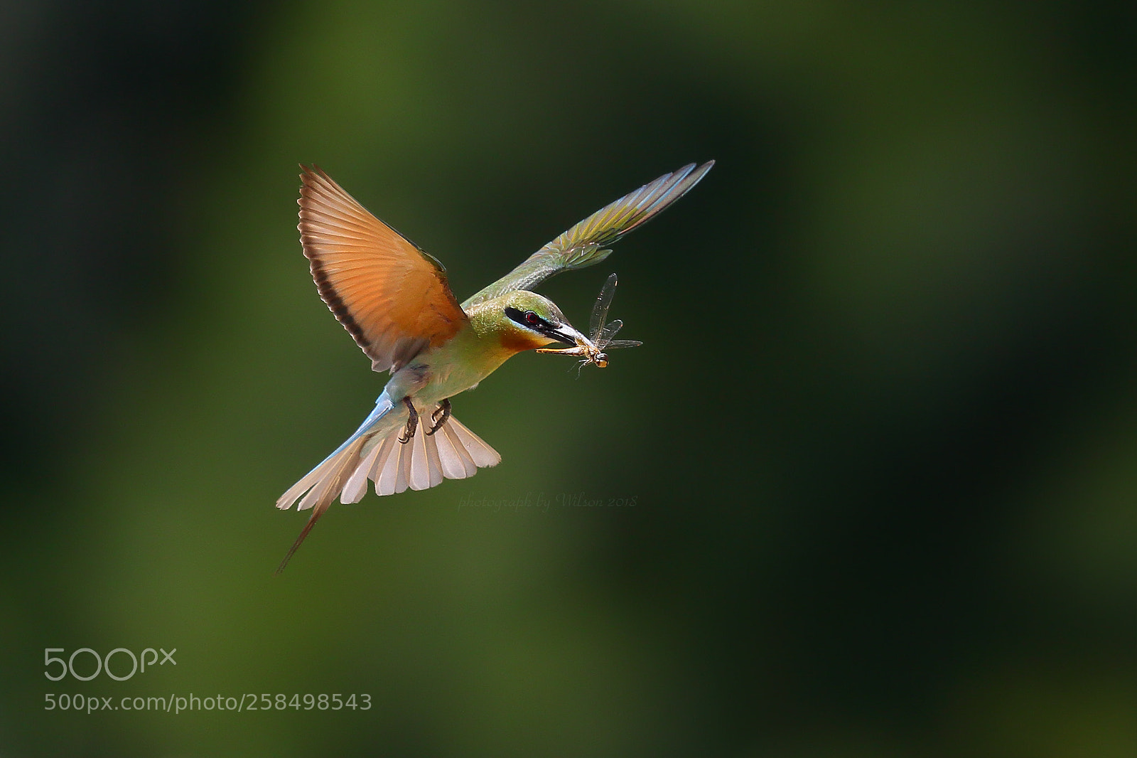 Canon EOS-1D X sample photo. Merops philippinus photography