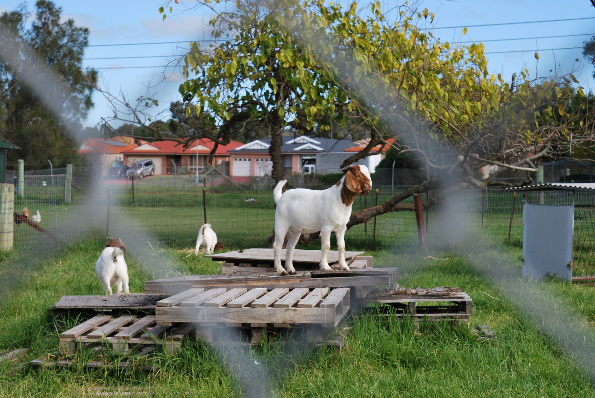 Nikon D60 sample photo. 🐐 photography