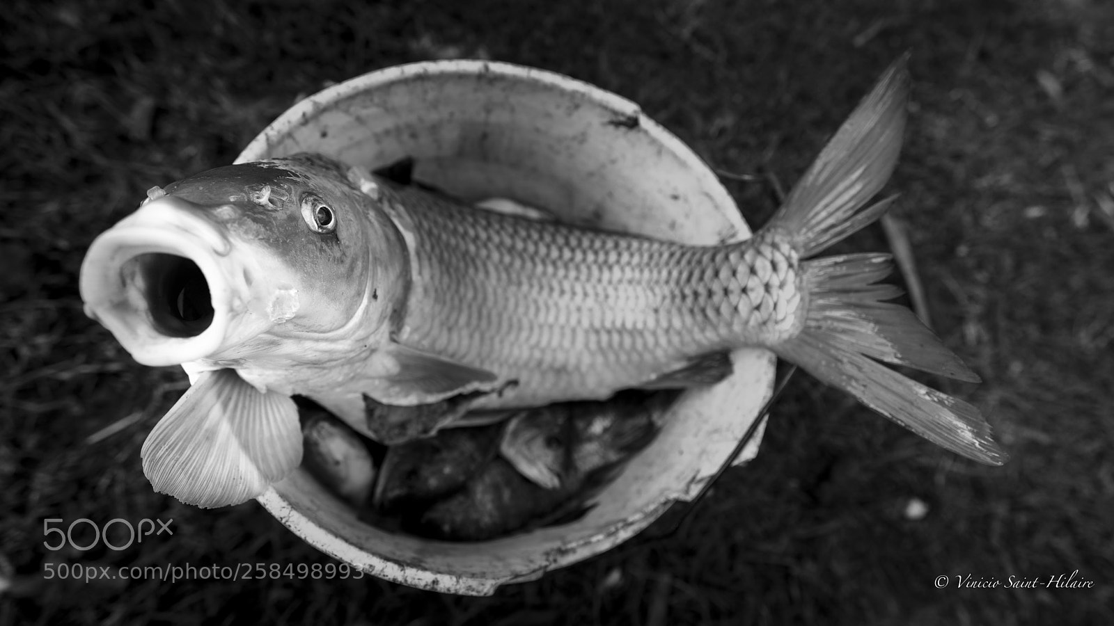 Sony a7 II sample photo. Fish photography