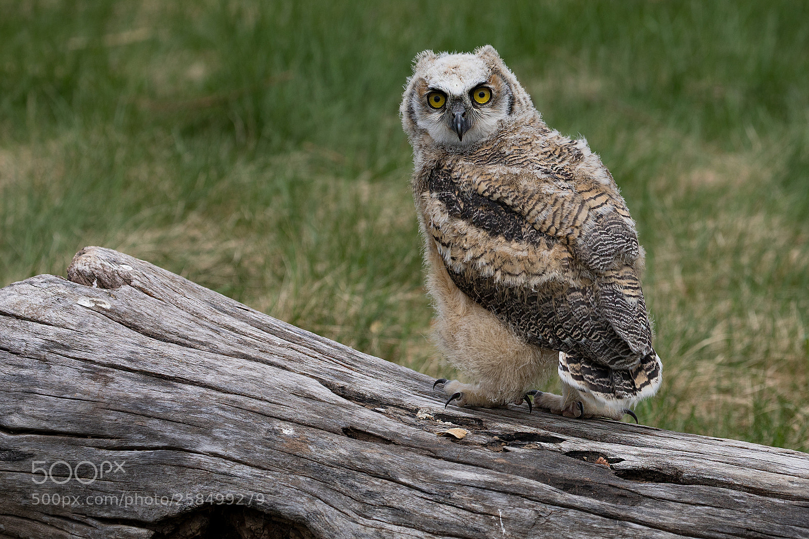 Canon EOS 5D Mark IV sample photo. Horned owlet photography