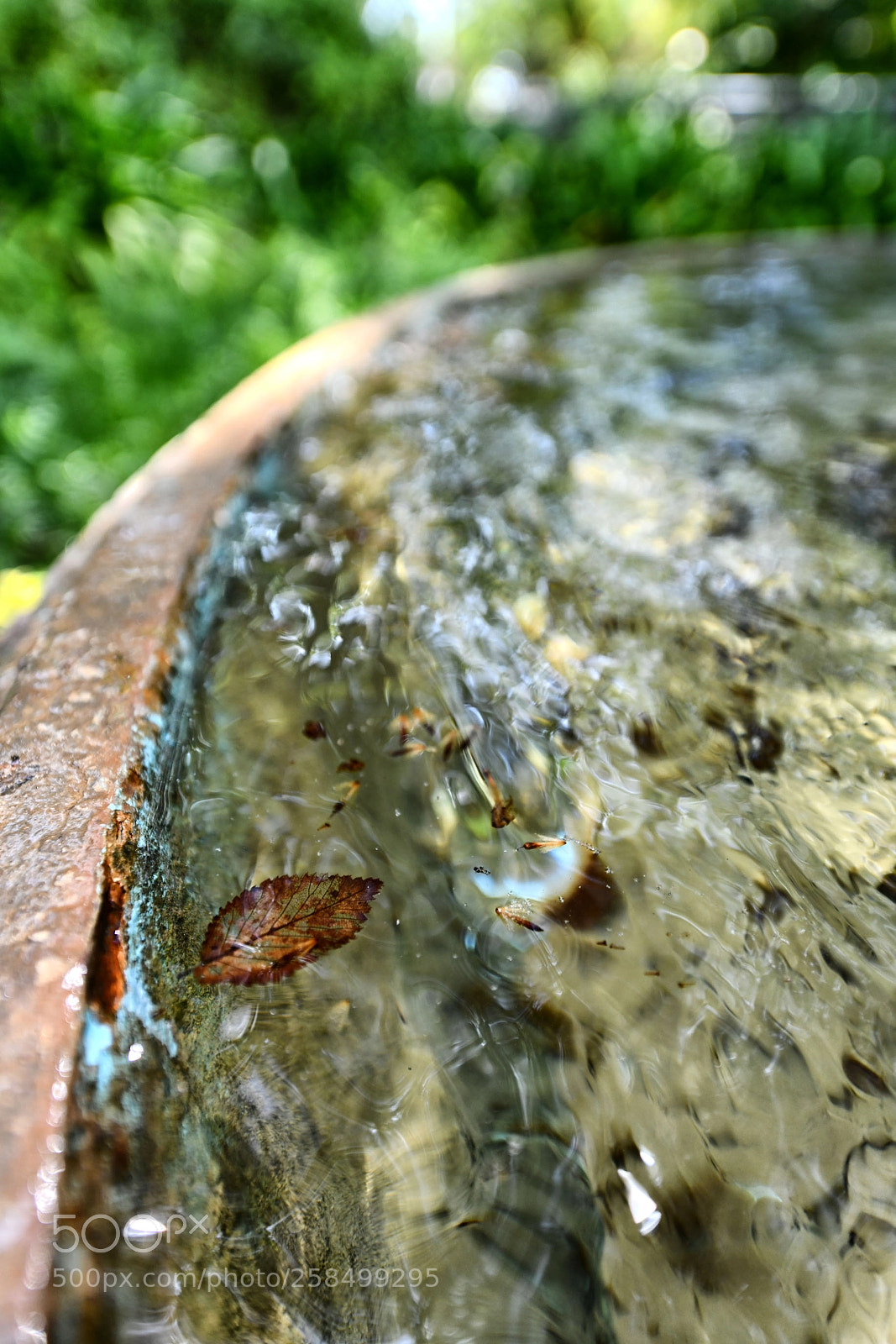 Nikon D850 sample photo. Latest leaf photography