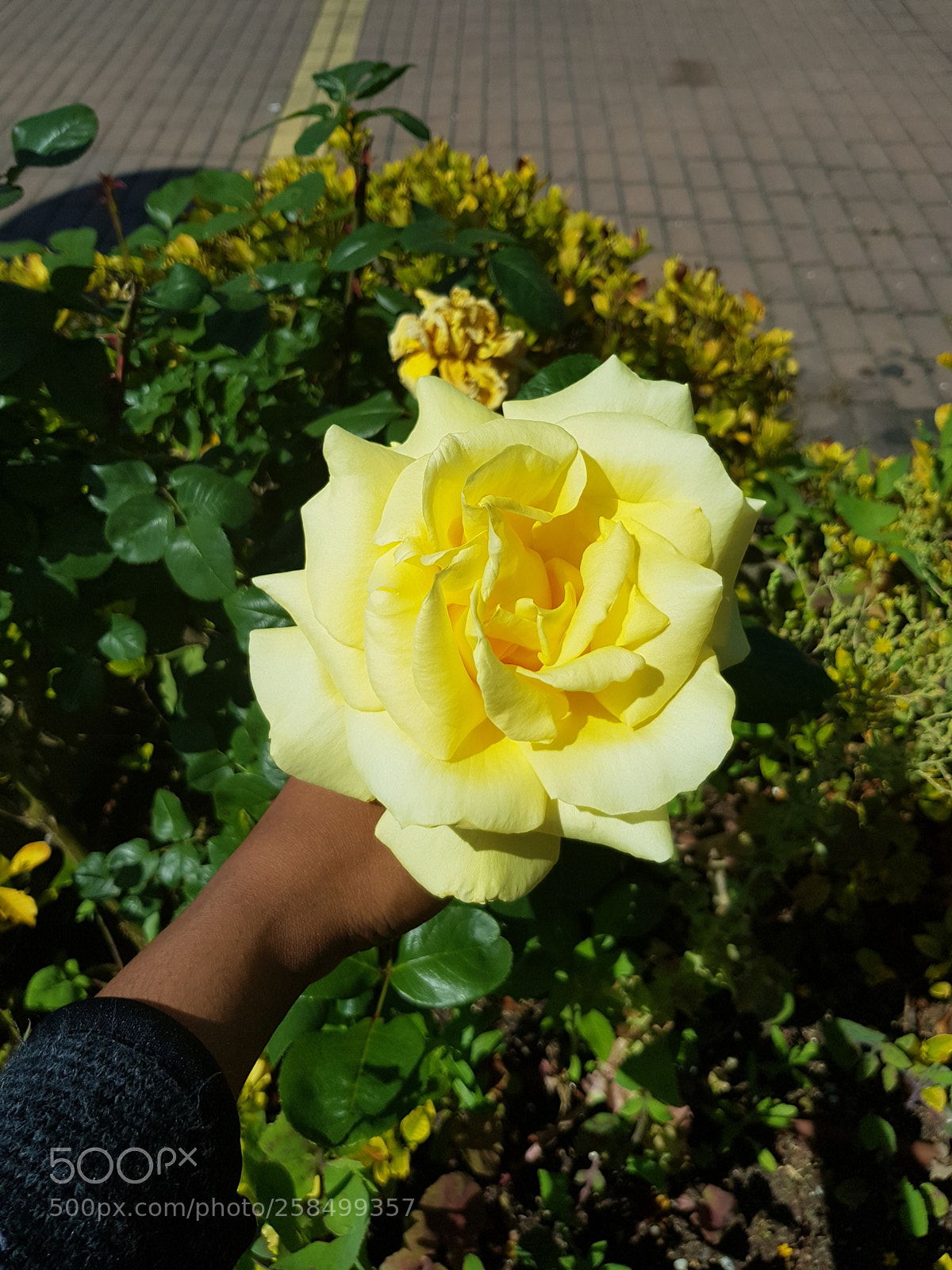 Samsung Galaxy S8+ sample photo. 20180505_114935.jpg photography