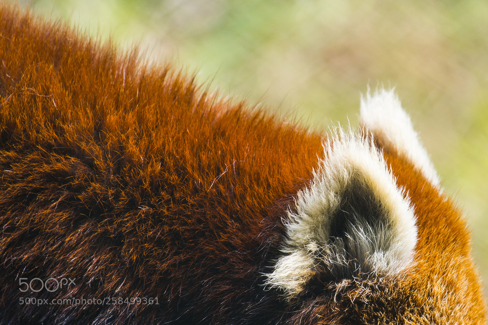 Nikon D7200 sample photo. Animal abstract photography
