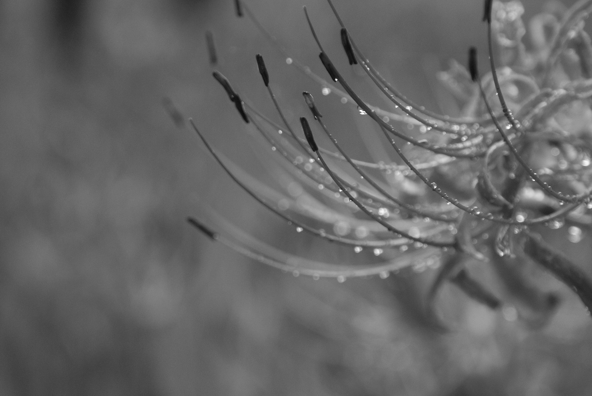 Sony Alpha DSLR-A100 sample photo. Cluster amaryllis photography