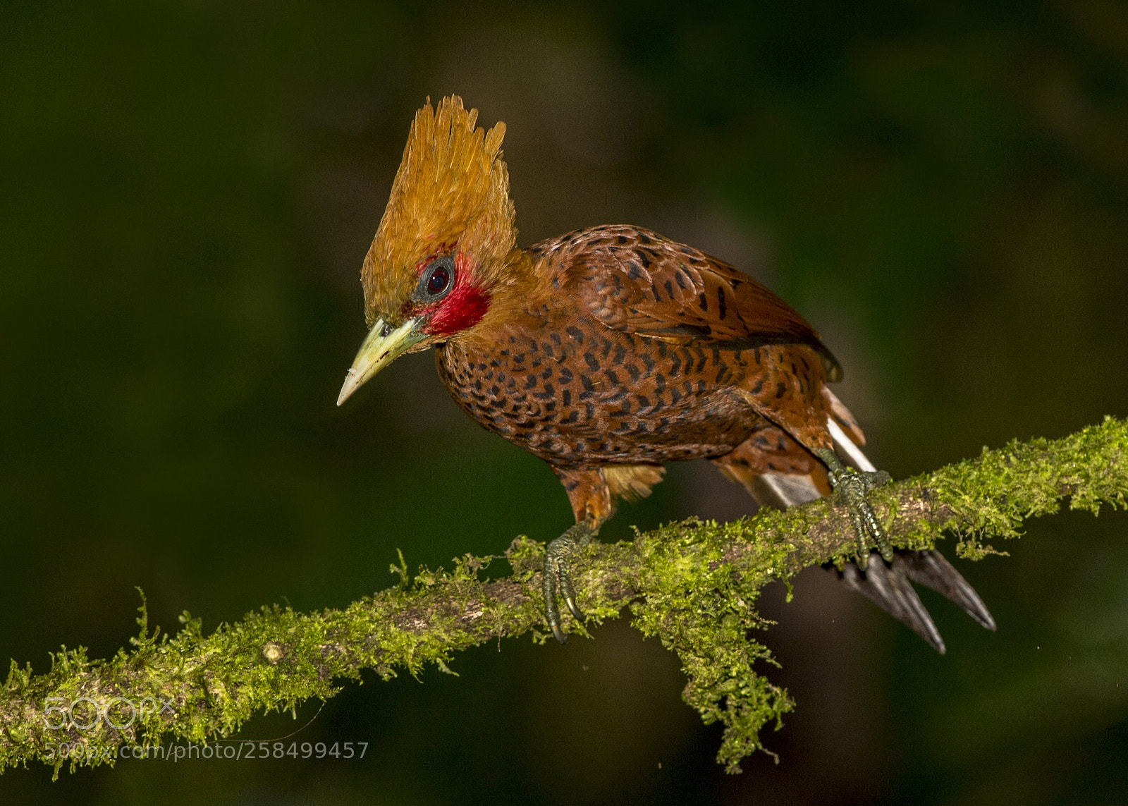 Nikon D4 sample photo. Chestnut-colorer woodpecker -male photography