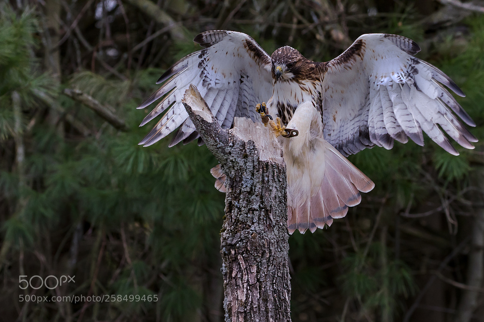 Canon EOS 5D Mark IV sample photo. Red tailed hawk photography