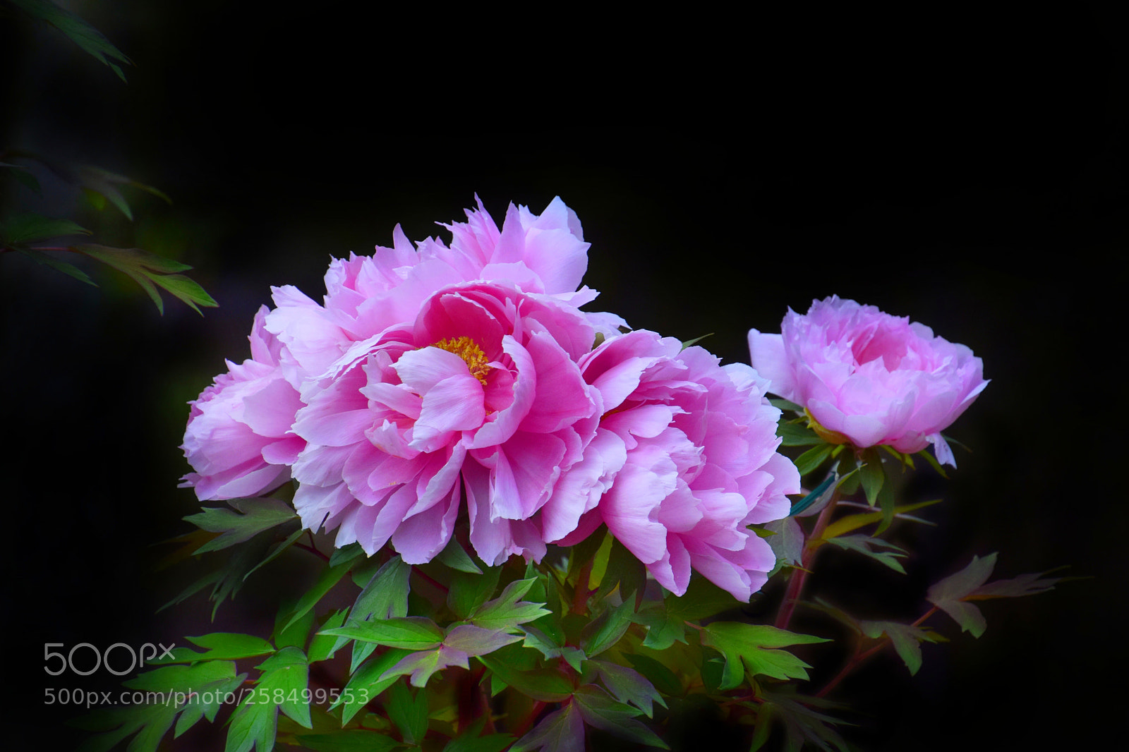 Nikon D3300 sample photo. Untitled photography