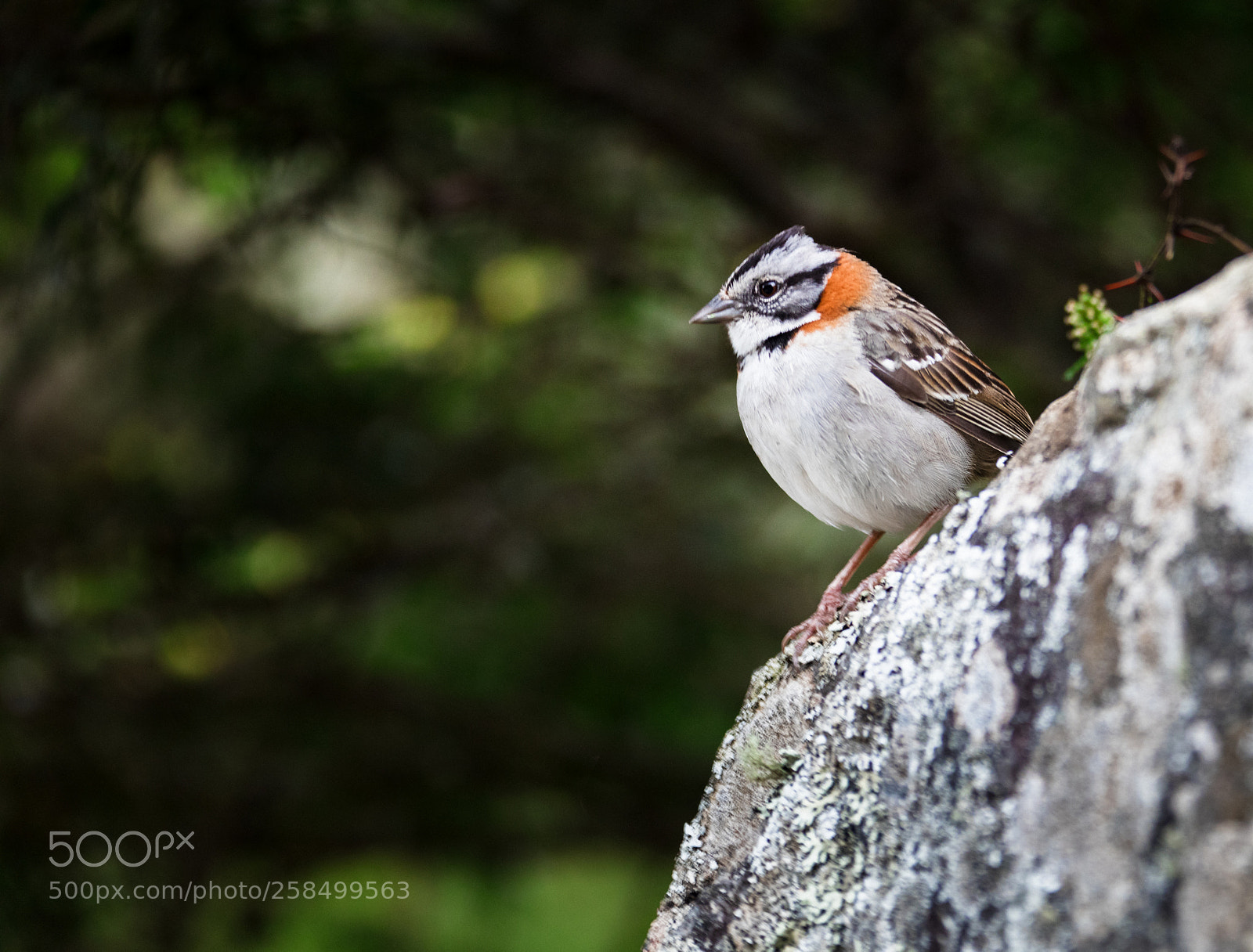 Canon EOS 5DS R sample photo. Ja photography