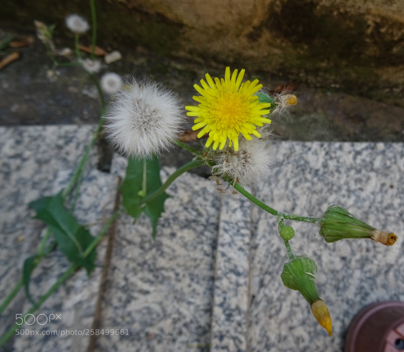 Sony DSC-HX60V sample photo. Efêmera photography